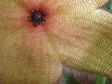 Cactus Flower (*)