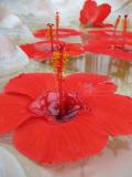 Floating Flowers *
