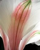 OKeeffe</br>by Dazedgonebye