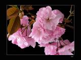 Cherry Blossoms<br>IMG_2497w.jpg