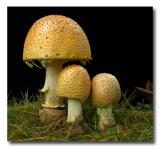 Mushrooms Three<br>IMG_4497w.jpg