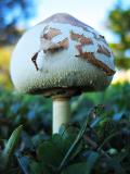 Peeling Mushroom *