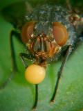 Fly and bubble