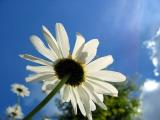 Daisy (*)