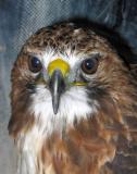 Hawk (*)