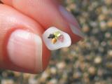 Hawaiian Sand (*)