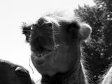Chewing grass *