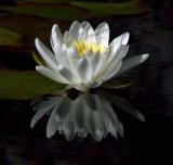 Water Lily