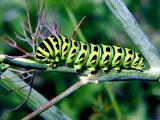 Catapillar