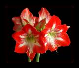 Grand Trumpet Amaryllis<br>IMG_1983w.jpg