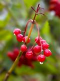 Red Berries with Drops (*)