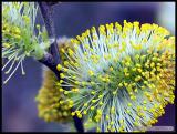 Pussy-Willow.jpg