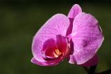 Orchid*