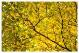 * Autum Branches