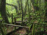 A path*