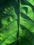 green leaf (*)