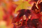 Autumn Leaves*