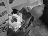 Lotuses*