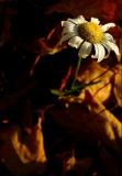 Surviving and Succumbed