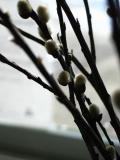 Pussy Willows *