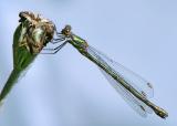 Green Emerald Damselfly*