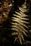 Ferny Triangles *