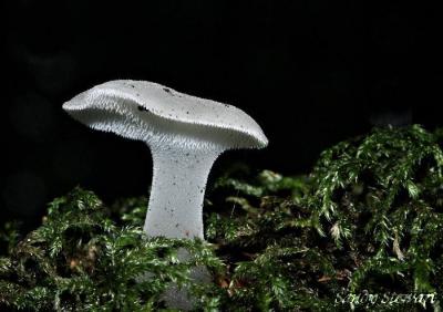 u49/cvcc/medium/35820561.JELLYTOOTH.jpg