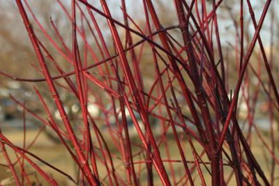 Red Twigs