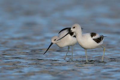 American Avocet