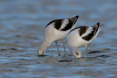 American Avocet