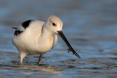 American Avocet