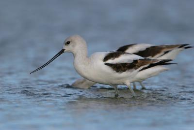 American Avocet