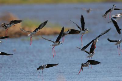 Black-necked Stilt