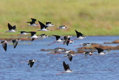 Black-necked Stilt