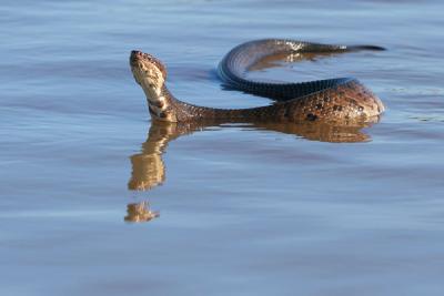 Eastern Cottonmouth