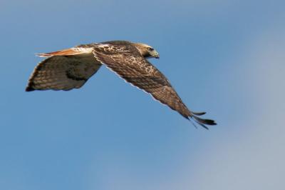 Red-tailed Hawk