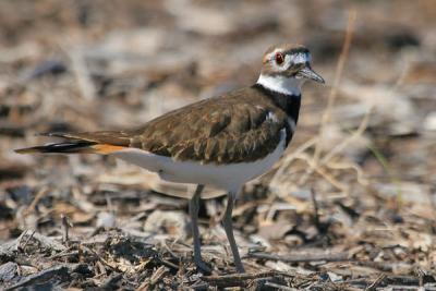 Killdeer