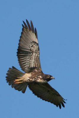 White-tailed Hawk