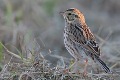 Savannah Sparrow