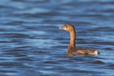 Pied-billed Grebe