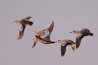 Blue-winged Teal