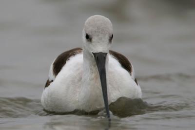 American Avocet