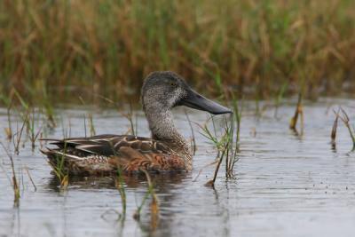 Northern Shoveler