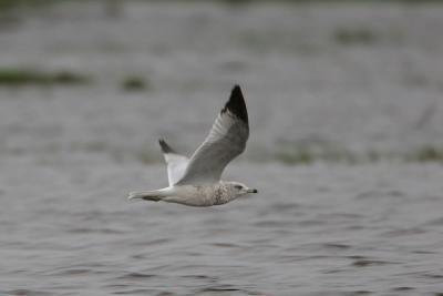 Ring-billed Gull