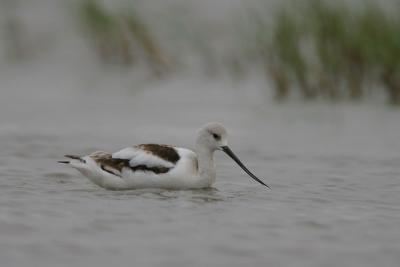 American Avocet