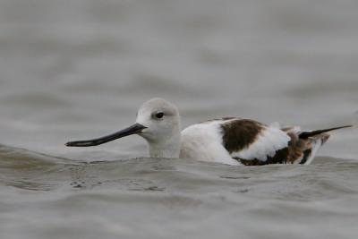 American Avocet