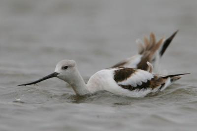 American Avocet