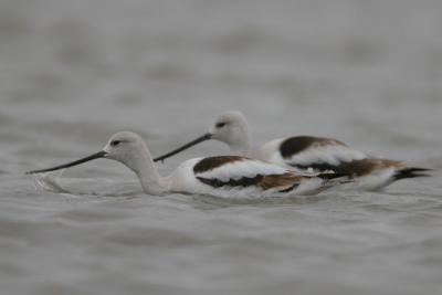 American Avocet