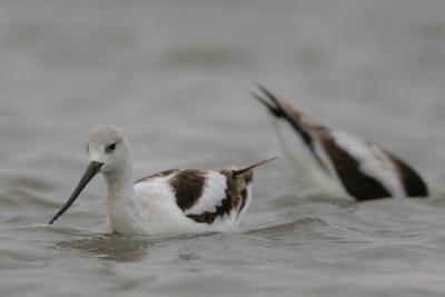 American Avocet