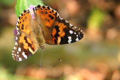 Painted Lady